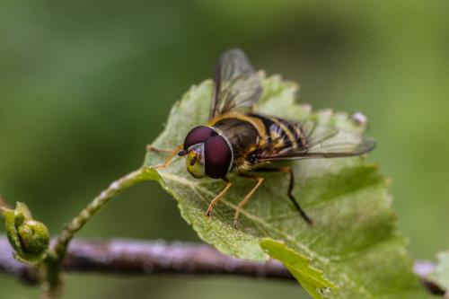 Syrphus vitripennis